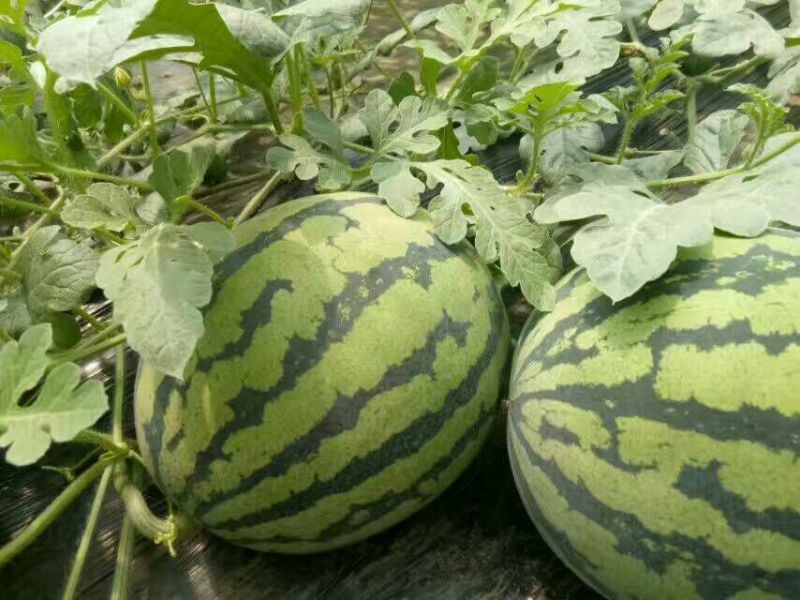 精品甜王西瓜大量上市，产地直发保7斤打底9成熟1茬