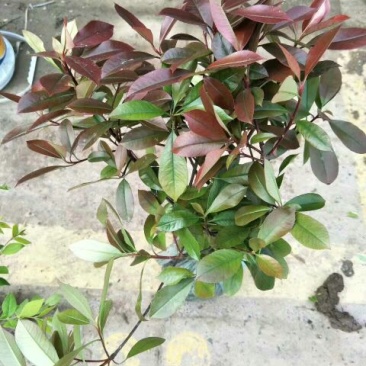 红叶石楠2~4cm4cm以下0.5米以下