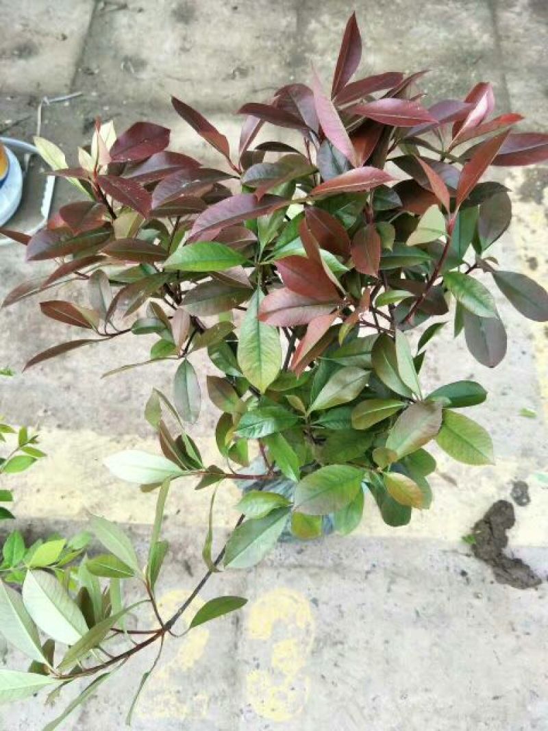 红叶石楠2~4cm4cm以下0.5米以下