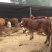 鲁西黄牛100~200kg