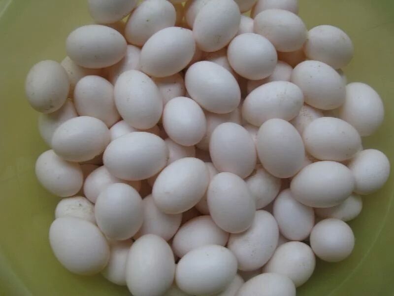 鸽子蛋食用