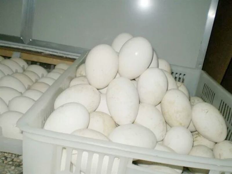 土鹅蛋食用