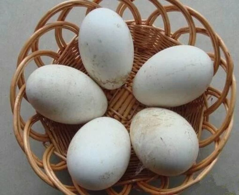 土鹅蛋食用