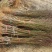 黄桃树2cm以下0.5~1米
