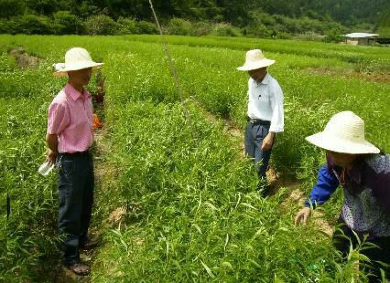 黄桃树2cm以下0.5~1米