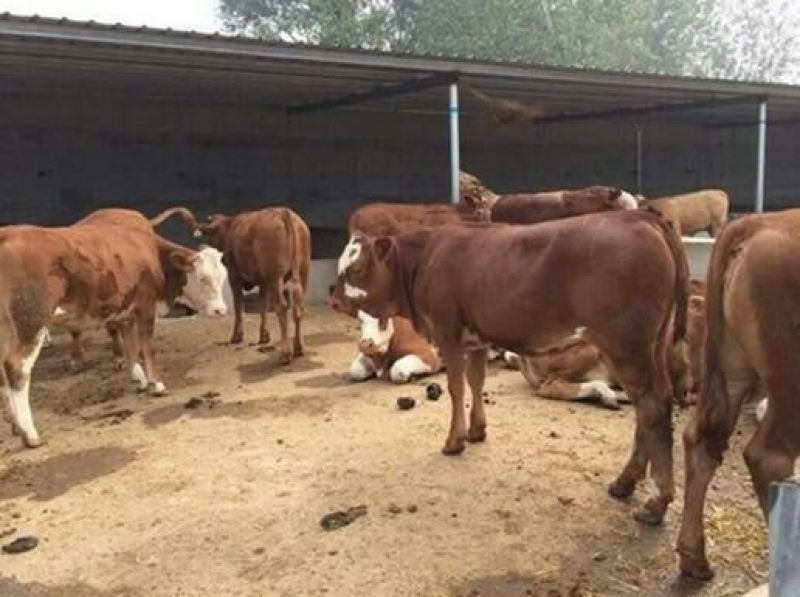 利木赞牛犊100~200kg