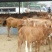 利木赞牛犊100~200kg