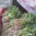 龙薯九号红薯苗15~25cm