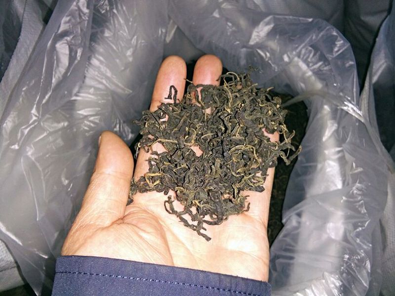 青钱柳茶一级