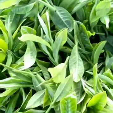 古树茶一级