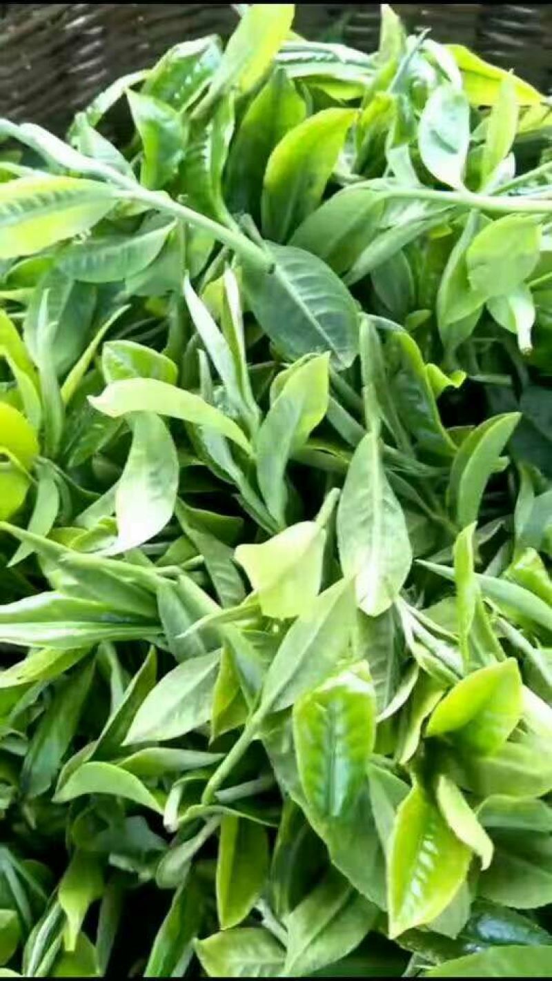古树茶一级