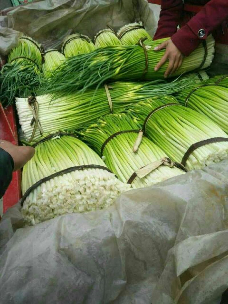 成县蒜薹55~85厘米通货精品都有