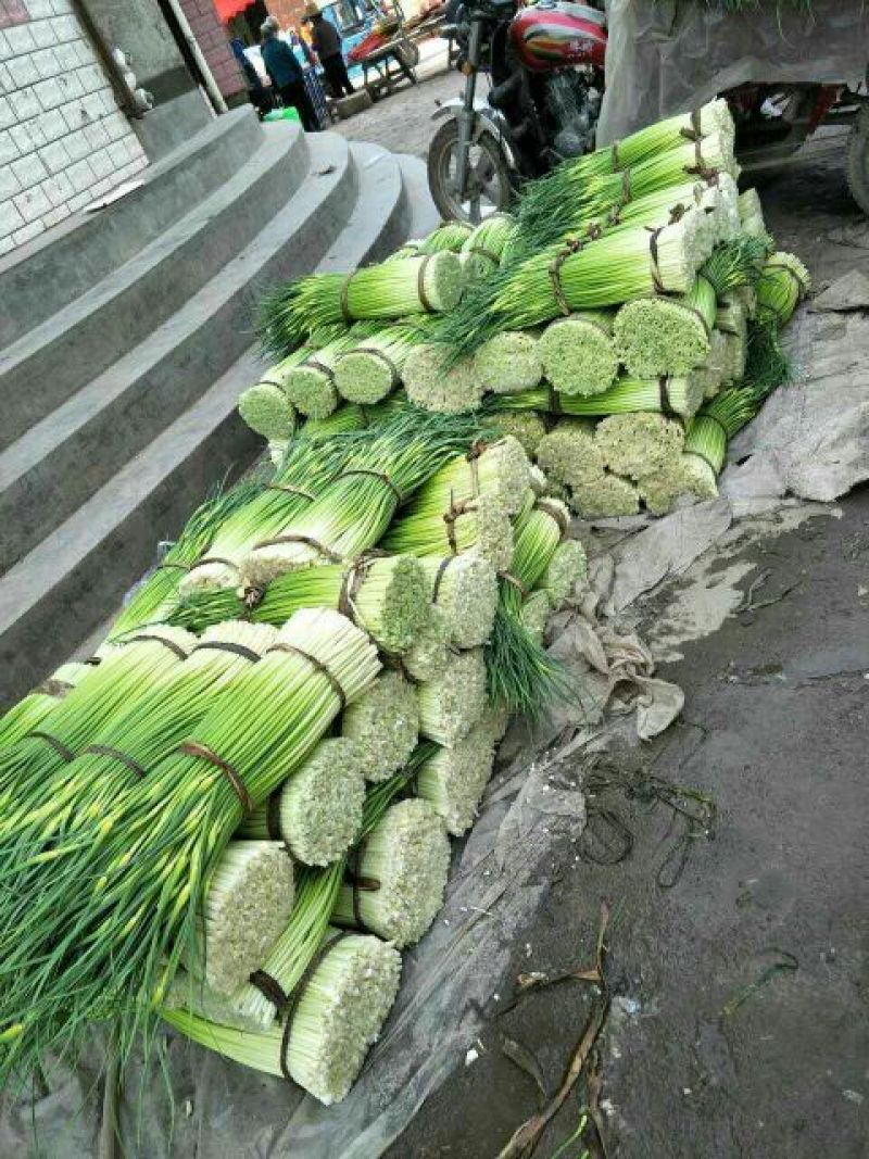 成县蒜薹55~85厘米通货精品都有