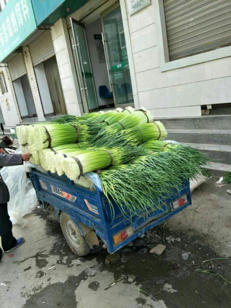 成县蒜薹55~85厘米通货精品都有