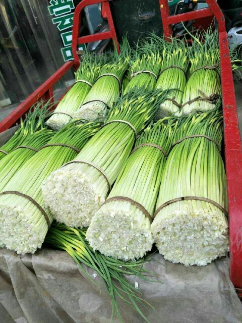 成县蒜薹55~85厘米通货精品都有