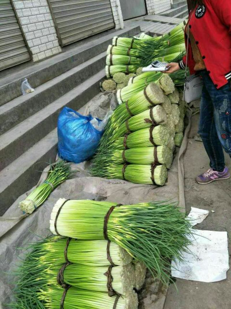 成县蒜薹55~85厘米通货精品都有