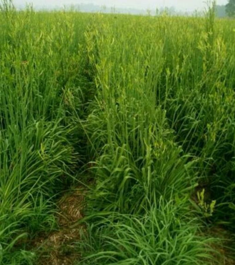 黄花菜种苗30~50cm