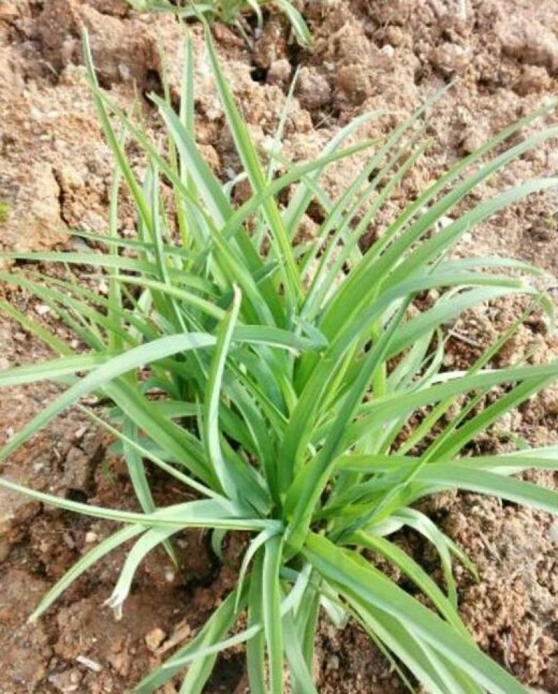 黄花菜种苗30~50cm