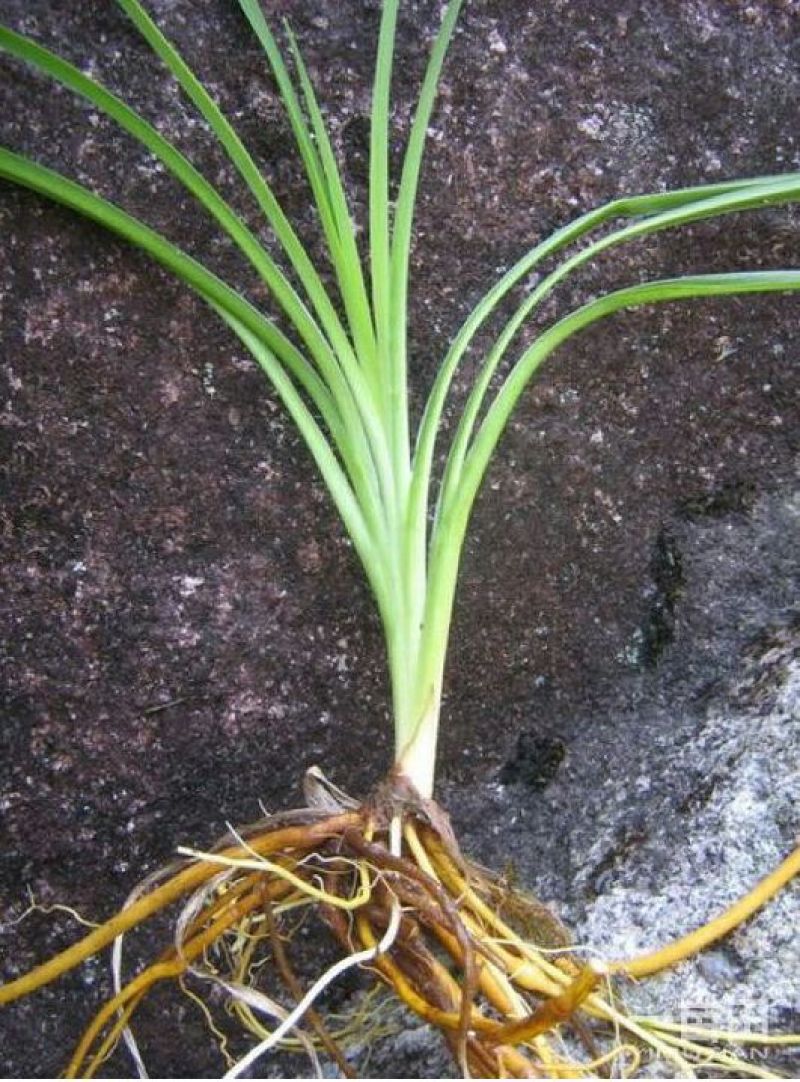 黄花菜种苗30~50cm