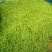 黄花菜种苗30~50cm