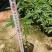 花椒苗0.5~1年