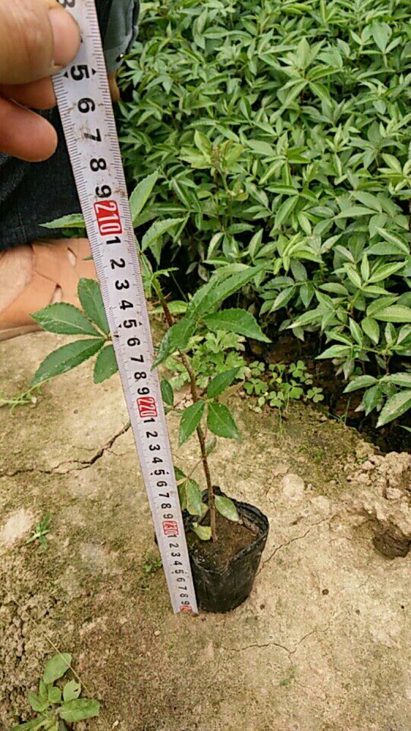 花椒苗0.5~1年