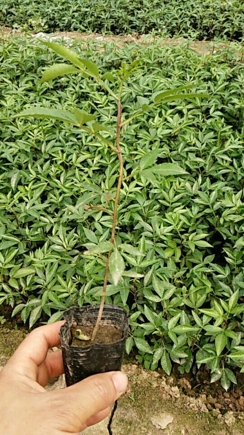 花椒苗0.5~1年