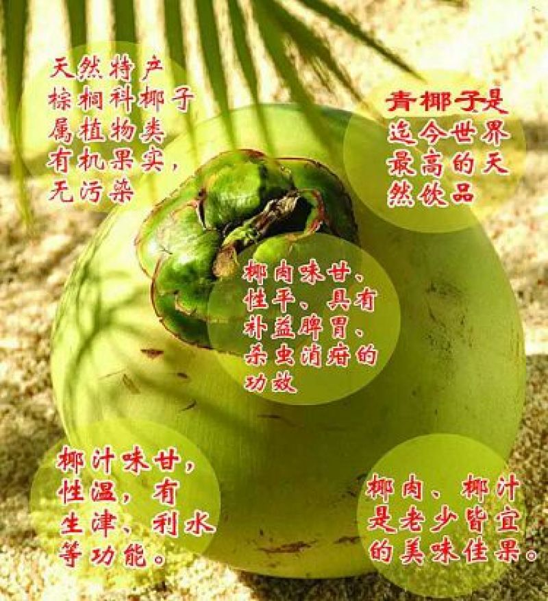 椰子5~6斤