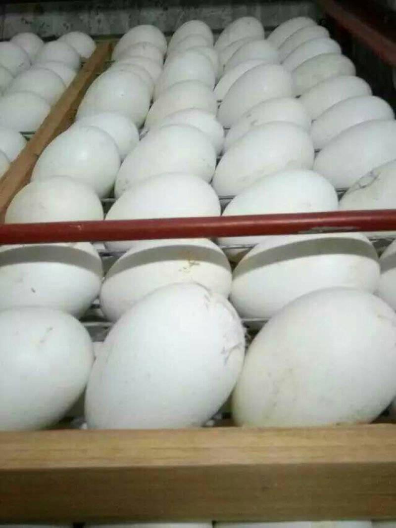 鹅苗250g以下