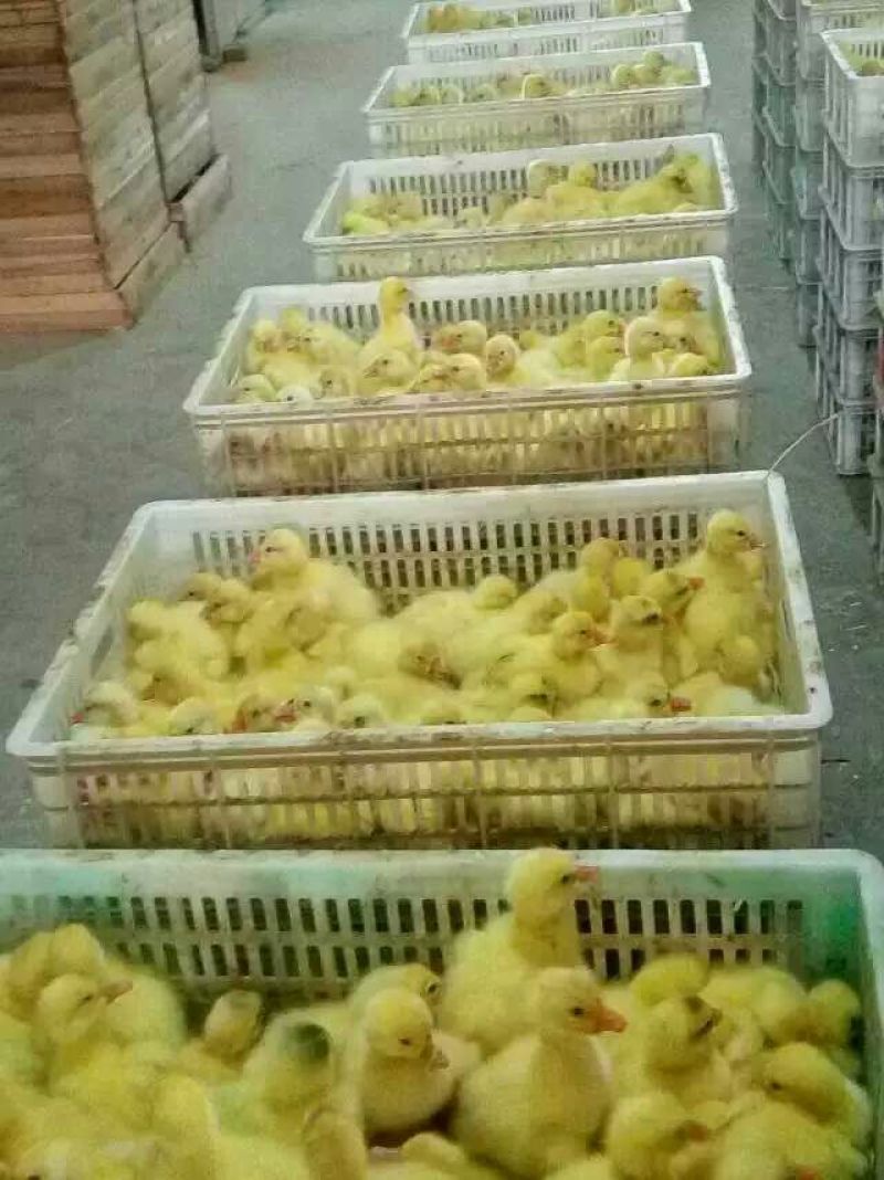 鹅苗250g以下
