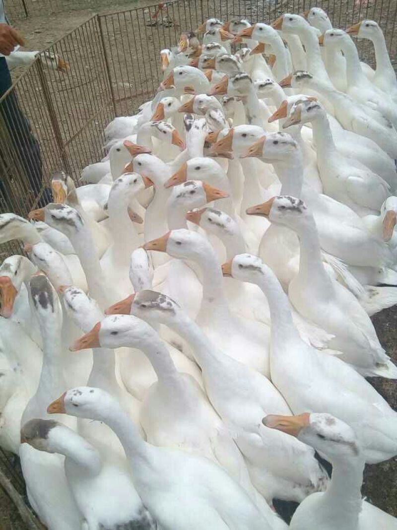 鹅苗250g以下