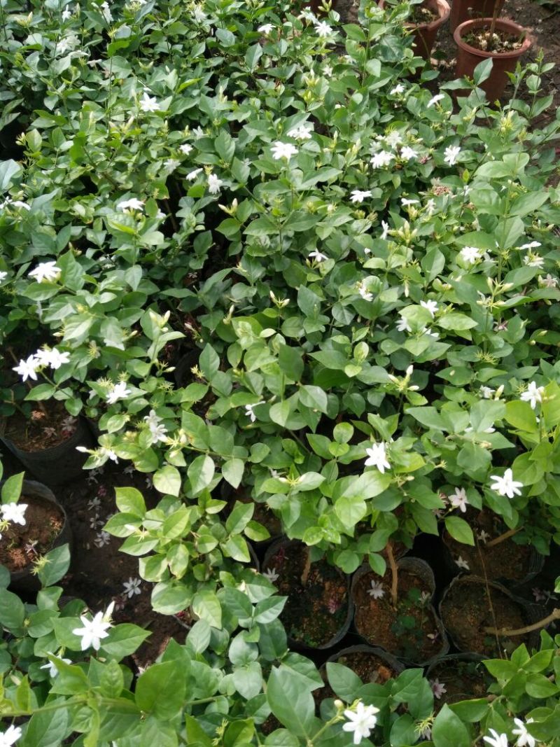 茉莉花花期长气味芬芳价格合理质量保证