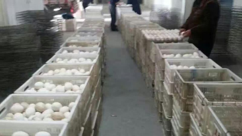 鹅苗250g以上