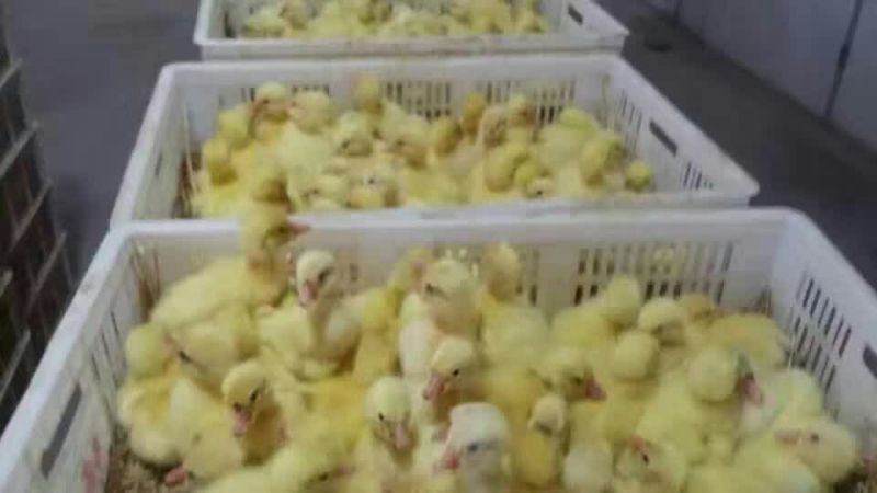 鹅苗250g以上