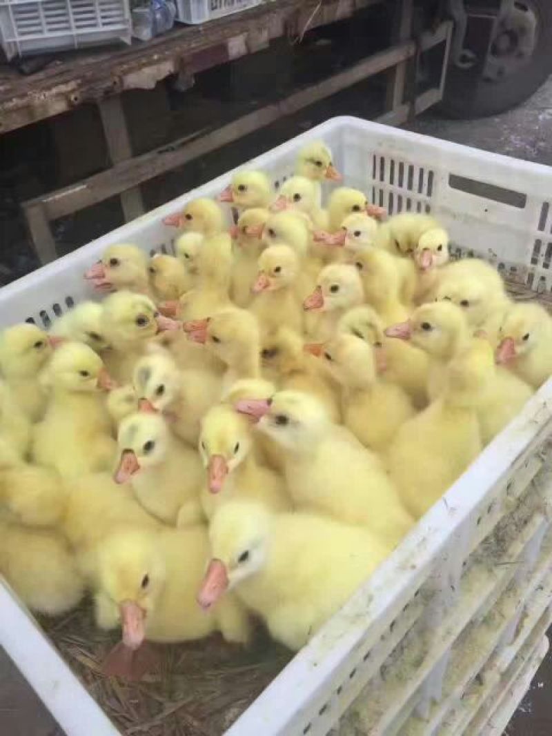 鹅苗250g以上
