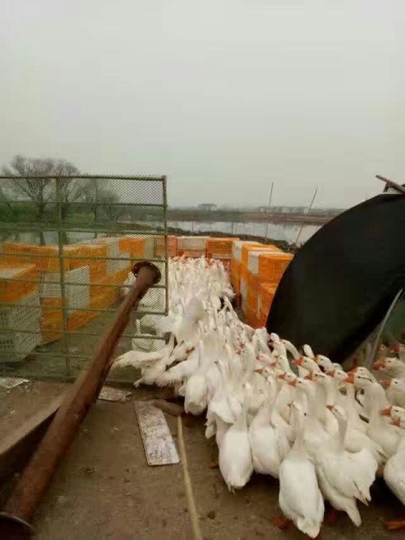 鹅苗250g以上