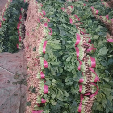菠菜20~25厘米