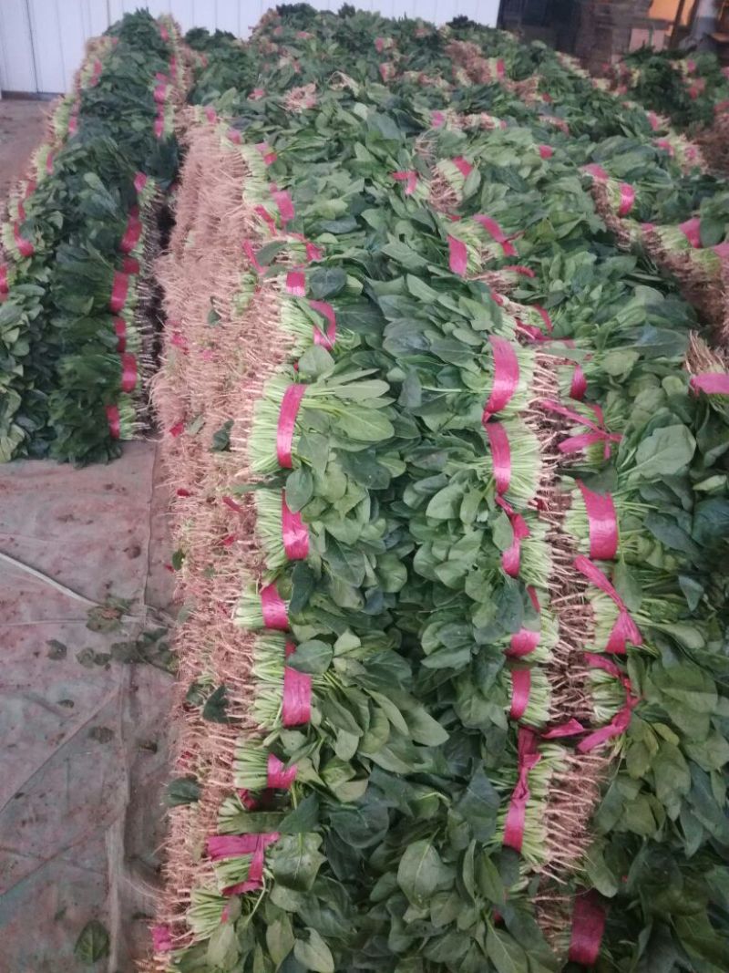 菠菜20~25厘米