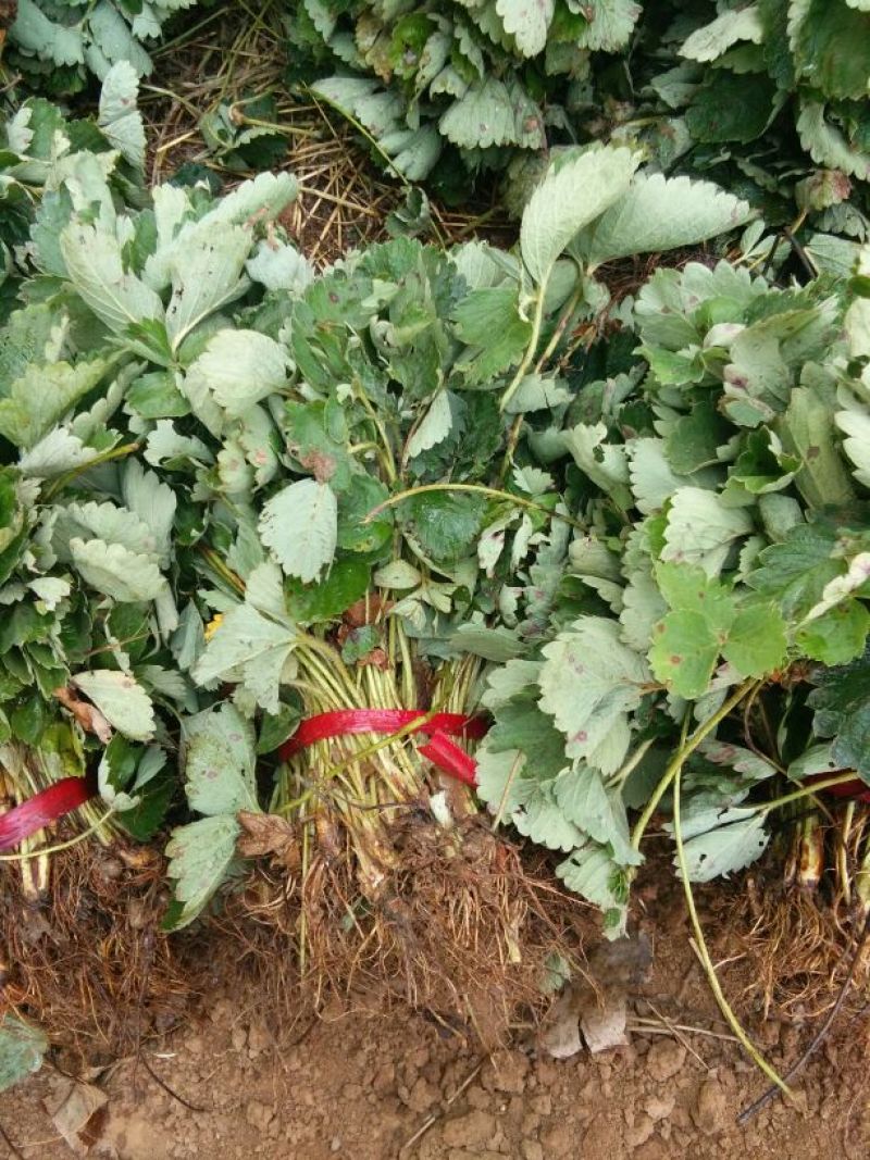 草莓苗20~30cm，红颜草莓苗，大量出售。