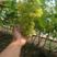 乐亭维多利亚葡萄大量上市5%以下1~2斤
