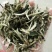古树茶二级