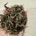 古树茶二级