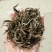 古树茶二级