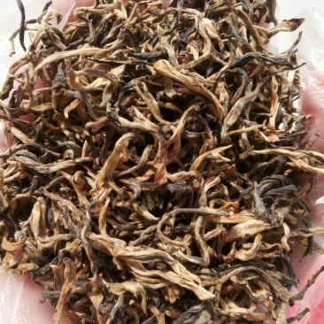 古树茶二级