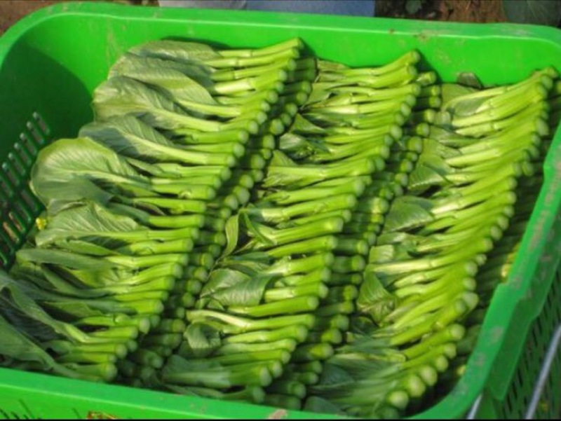 白菜苔