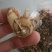 白芨统货