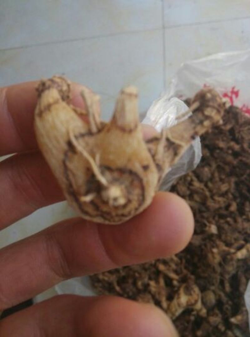 白芨统货