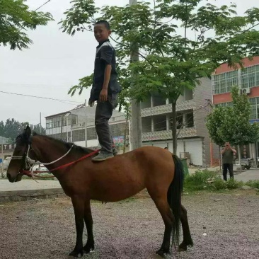 半血马300~400kg