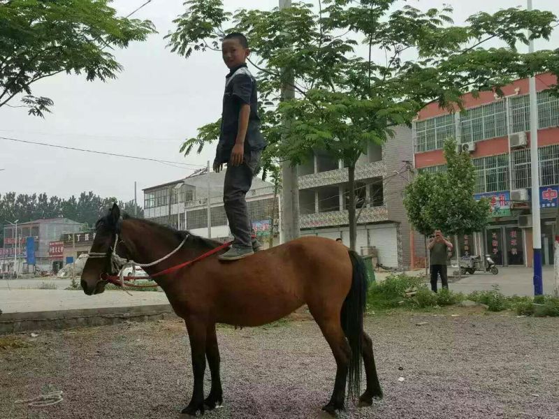 半血马300~400kg