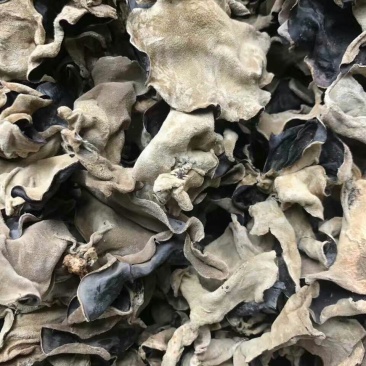 干木耳一级